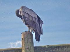 149 BIO PARC DE DOUE LA FONTAINE 6- 2016_000022